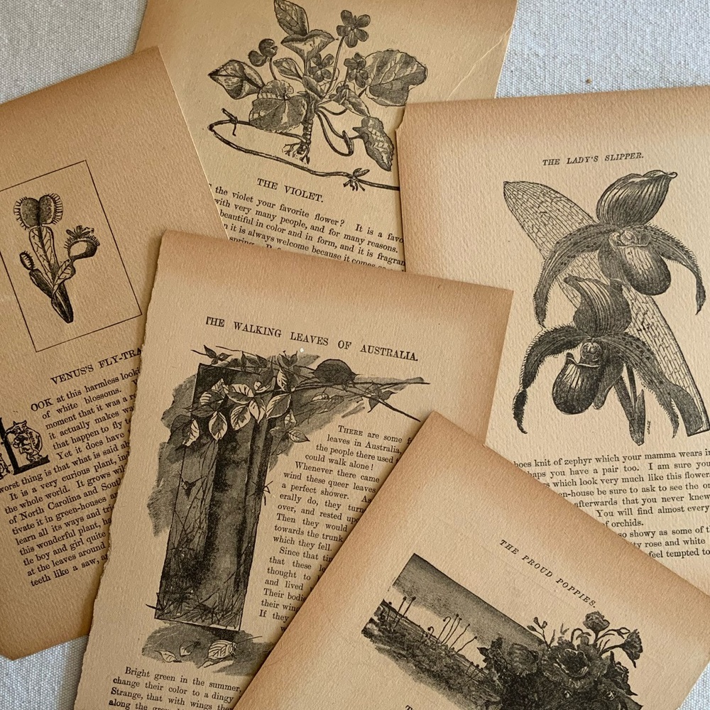 Antique Plant Images Bundle